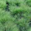 BLUER THAN YOU™ LOVE GRASS -NatureScape Shop DETA 5759