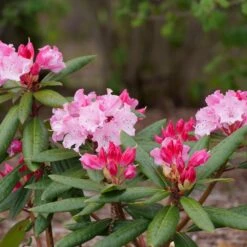 DANDY MAN COLOR WHEEL® RHODODENDRON 6 DANDY MAN COLOR WHEEL® RHODODENDRON -NatureScape Shop DETA 5763