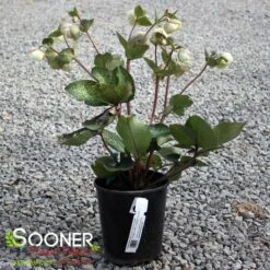 FROSTKISS® MOONDANCE LENTEN ROSE -NatureScape Shop DETA 5796