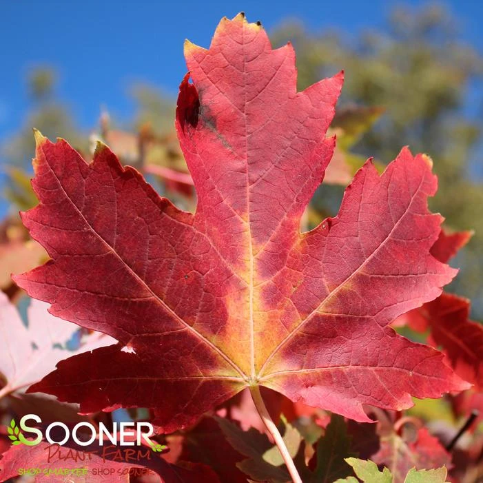 AUTUMN FANTASY® MAPLE 4 AUTUMN FANTASY® MAPLE - Image 2