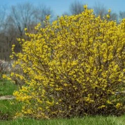 SPRING FLING® FORSYTHIA -NatureScape Shop DETA 5899