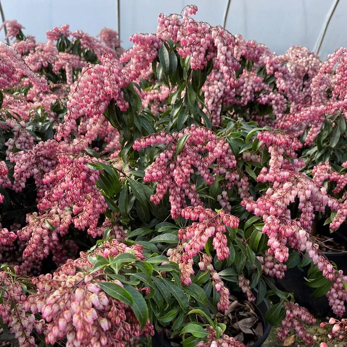 KATSURA PIERIS 4 KATSURA PIERIS - Image 2