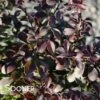 COMPACT CRIMSON PYGMY BARBERRY -NatureScape Shop DETA 607