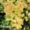 BONANZA GOLD™ BARBERRY 1 BONANZA GOLD™ BARBERRY -NatureScape Shop DETA 608