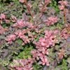 ROSY GLOW BARBERRY 2 ROSY GLOW BARBERRY -NatureScape Shop DETA 609