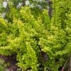 GOLDEN BARBERRY -NatureScape Shop DETA 610