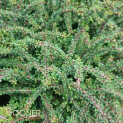 TOM THUMB COTONEASTER -NatureScape Shop DETA 613