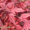 HEAVENLY BAMBOO NANDINA -NatureScape Shop DETA 614