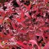 COMPACT NANDINA -NatureScape Shop DETA 615