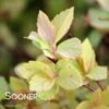 GOLDMOUND SPIRAEA -NatureScape Shop DETA 623
