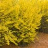 LYNWOOD GOLD FORSYTHIA 1 LYNWOOD GOLD FORSYTHIA -NatureScape Shop DETA 644