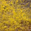 NORTHERN GOLD FORSYTHIA -NatureScape Shop DETA 646