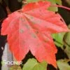 OCTOBER GLORY® RED MAPLE 2 OCTOBER GLORY® RED MAPLE -NatureScape Shop DETA 66
