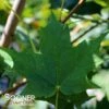 SUGAR MAPLE -NatureScape Shop DETA 73
