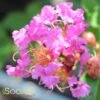 ZUNI CRAPEMYRTLE -NatureScape Shop DETA 785