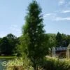 SHAWNEE BRAVE® BALD CYPRESS -NatureScape Shop DETA 8