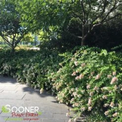 Front Page 20 Front Page -NatureScape Shop DETA 801