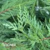 LEYLAND CYPRESS -NatureScape Shop DETA 803