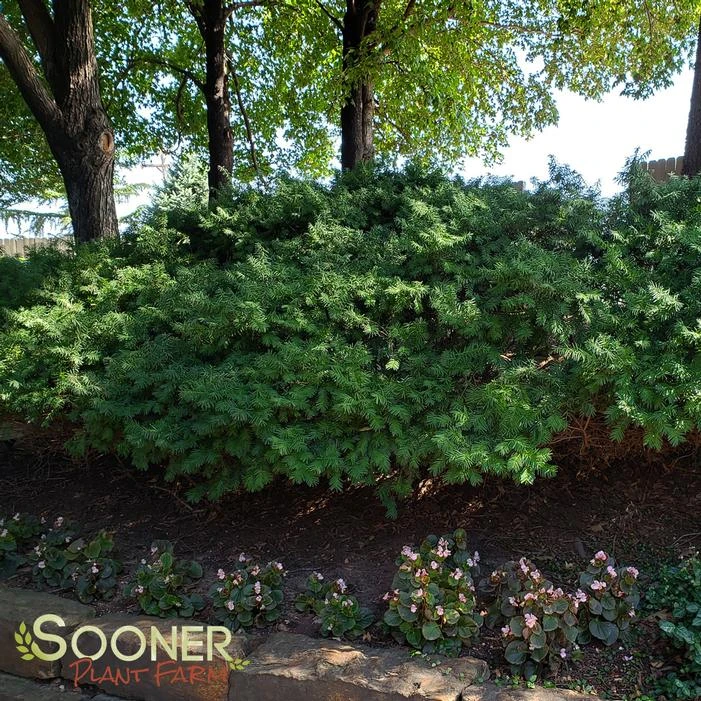 DENSIFORMIS YEW 4 DENSIFORMIS YEW - Image 2