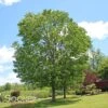 NORTHERN RED OAK -NatureScape Shop DETA 86