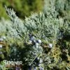 GREY OWL JUNIPER 1 GREY OWL JUNIPER -NatureScape Shop DETA 871