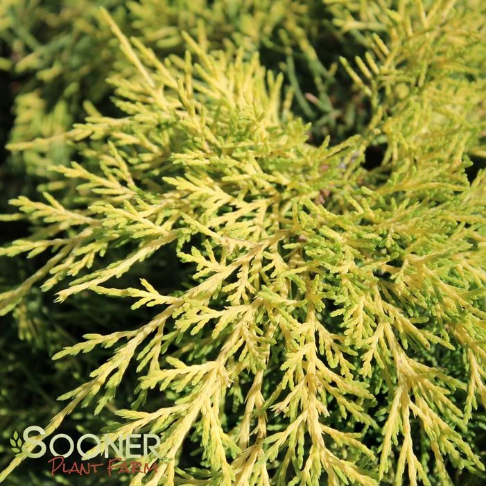 SAYBROOK GOLD® JUNIPER 4 SAYBROOK GOLD® JUNIPER - Image 2