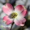 PINK FLOWERING DOGWOOD 2 PINK FLOWERING DOGWOOD -NatureScape Shop DETA 885