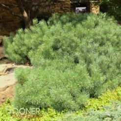 DWARF MUGO PINE 7 DWARF MUGO PINE -NatureScape Shop DETA 927
