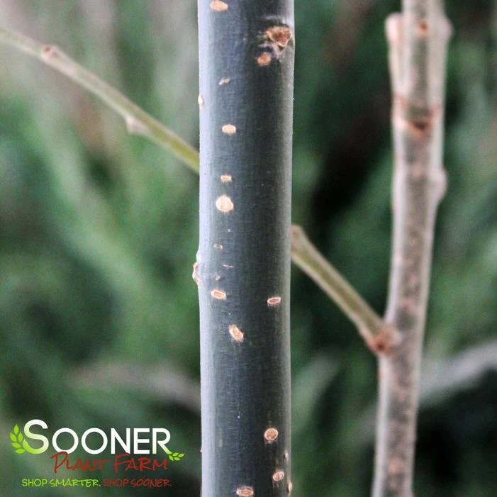 JAPANESE PAGODA TREE 4 JAPANESE PAGODA TREE - Image 2