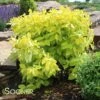 GARDEN GLOW™ DOGWOOD -NatureScape Shop DETA 991