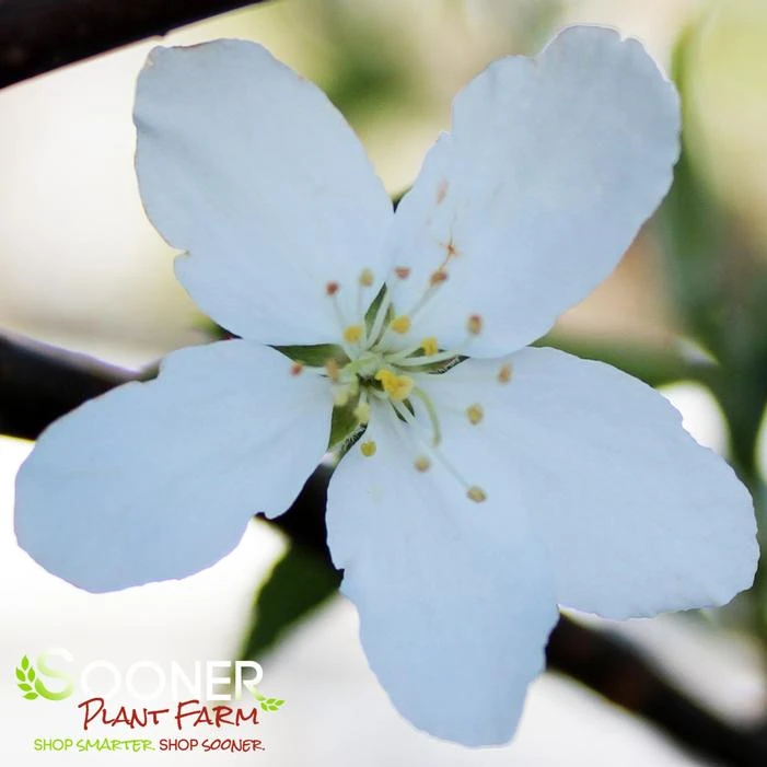 GOLDEN RAINDROPS® CRABAPPLE 4 GOLDEN RAINDROPS® CRABAPPLE - Image 2