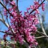 EASTERN REDBUD -NatureScape Shop DETA2 105