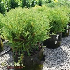 MR. BOWLING BALL ARBORVITAE -NatureScape Shop DETA2 1093