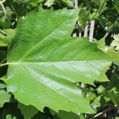 BLOODGOOD LONDON PLANETREE -NatureScape Shop DETA2 1125