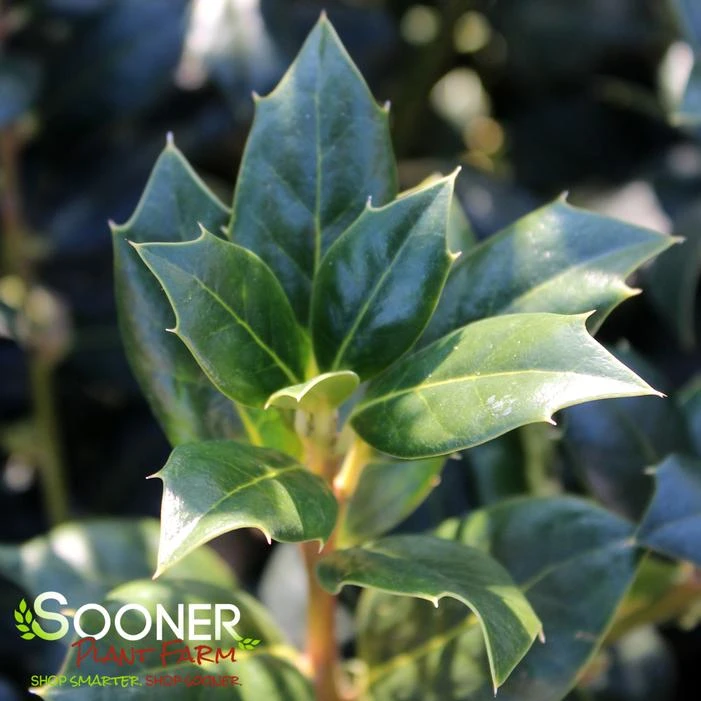 NELLIE R. STEVENS HOLLY 3 NELLIE R. STEVENS HOLLY