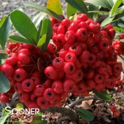 SANTA CRUZ PYRACANTHA -NatureScape Shop DETA2 1230