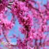 OKLAHOMA REDBUD -NatureScape Shop DETA2 1286