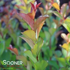 ROYALTY CRAPEMYRTLE 4 ROYALTY CRAPEMYRTLE - Image 2