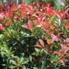 FIREBALL RED™ PHOTINIA -NatureScape Shop DETA2 1341