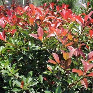FIREBALL RED™ PHOTINIA 3 FIREBALL RED™ PHOTINIA