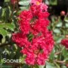 CHERRY DAZZLE® CRAPEMYRTLE 2 CHERRY DAZZLE® CRAPEMYRTLE -NatureScape Shop DETA2 1354