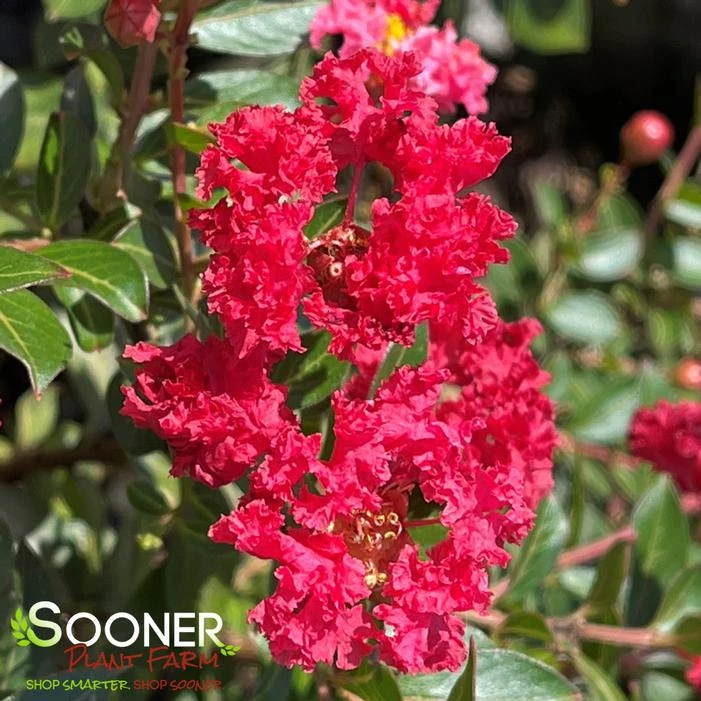 CHERRY DAZZLE® CRAPEMYRTLE 3 CHERRY DAZZLE® CRAPEMYRTLE