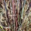 BLUE HEAVEN® LITTLE BLUESTEM 1 BLUE HEAVEN® LITTLE BLUESTEM -NatureScape Shop DETA2 1356