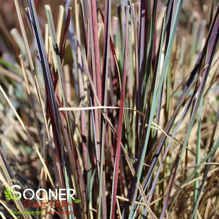 BLUE HEAVEN® LITTLE BLUESTEM 3 BLUE HEAVEN® LITTLE BLUESTEM