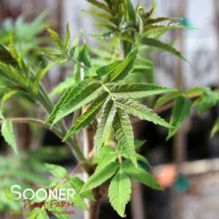 STAGHORN SUMAC -NatureScape Shop DETA2 1475