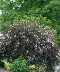 SUMMER WINE® NINEBARK -NatureScape Shop DETA2 149