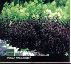 WINE & ROSES® WEIGELA 10 WINE & ROSES® WEIGELA -NatureScape Shop DETA2 150