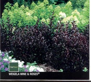 WINE & ROSES® WEIGELA 6 WINE & ROSES® WEIGELA - Image 4