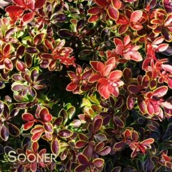 ADMIRATION BARBERRY 7 ADMIRATION BARBERRY -NatureScape Shop DETA2 1522