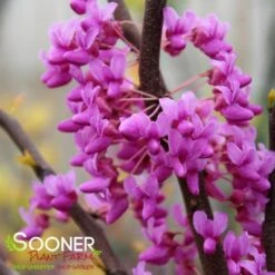 THE RISING SUN™ REDBUD 10 THE RISING SUN™ REDBUD -NatureScape Shop DETA2 1530